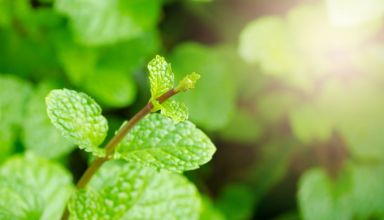 Medicamento fitoterápico, o que é e quando optar por ele?