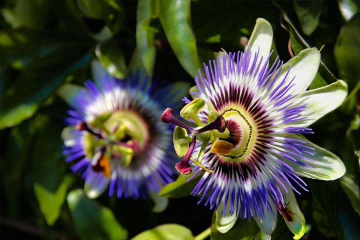 o que é passiflora incarnata